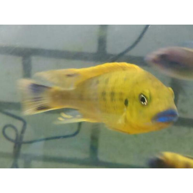 Malawi cichliden: Pseudotropheus williamsi blue lip