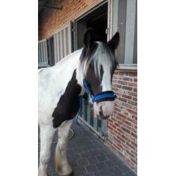 Prachtige robuuste tinkerhengst 2j en nu al 1m45 pssm n/n