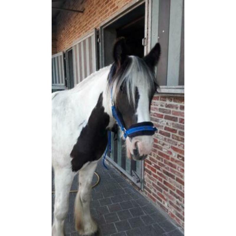 Prachtige robuuste tinkerhengst 2j en nu al 1m45 pssm n/n