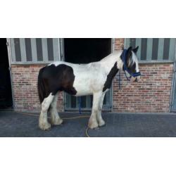 Prachtige robuuste tinkerhengst 2j en nu al 1m45 pssm n/n