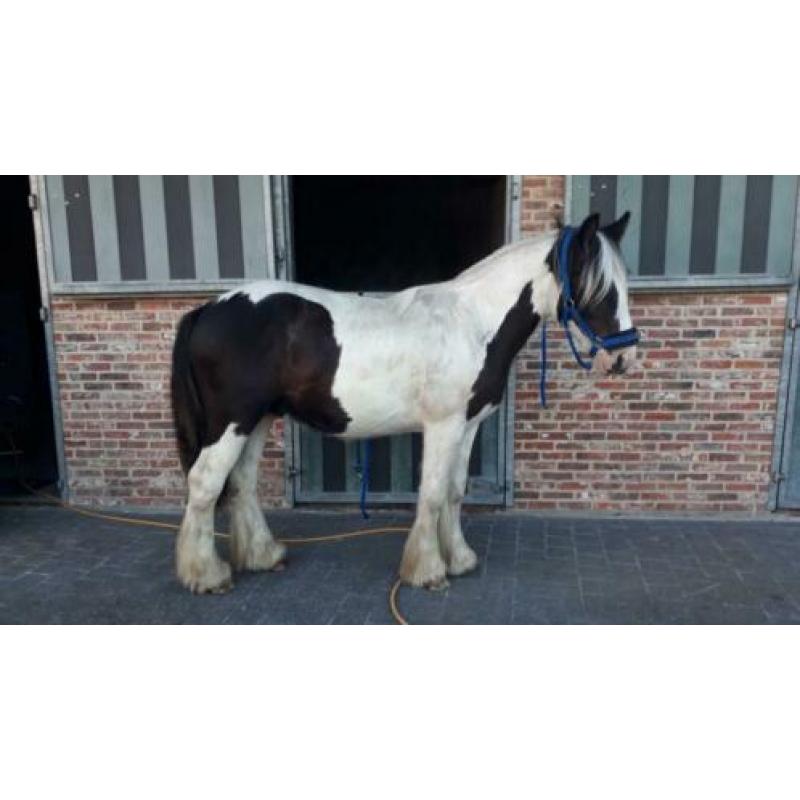 Prachtige robuuste tinkerhengst 2j en nu al 1m45 pssm n/n