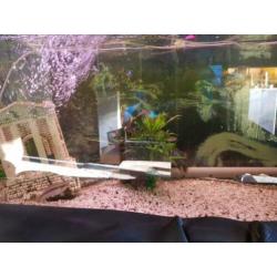 240l aquarium plus 4 prachtige vissen