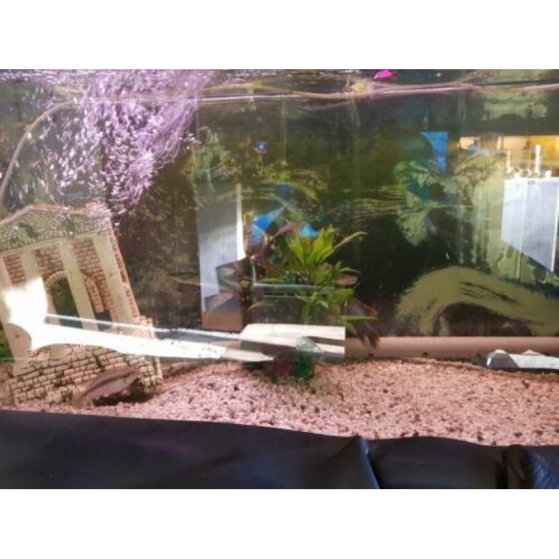240l aquarium plus 4 prachtige vissen