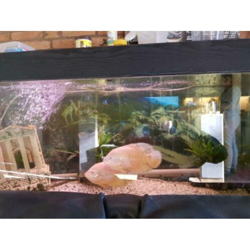 240l aquarium plus 4 prachtige vissen
