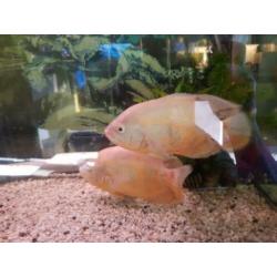 240l aquarium plus 4 prachtige vissen