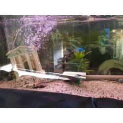 240l aquarium plus 4 prachtige vissen