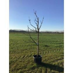 MOOIE KERSENBOMEN in pot. Verschillende rassen