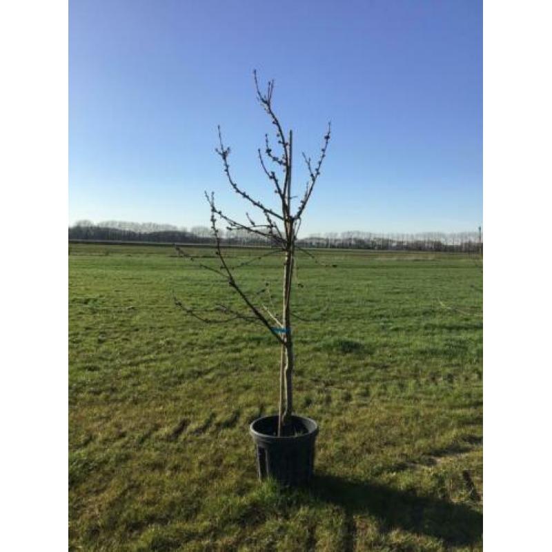 MOOIE KERSENBOMEN in pot. Verschillende rassen