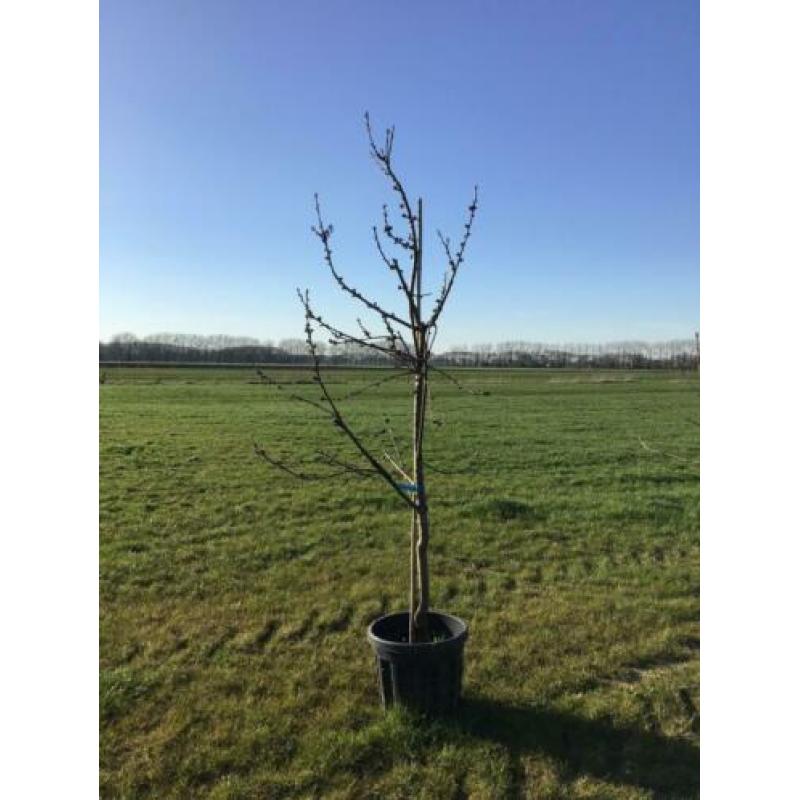 MOOIE KERSENBOMEN in pot. Verschillende rassen