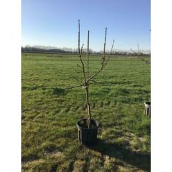 MOOIE KERSENBOMEN in pot. Verschillende rassen