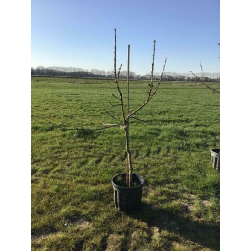MOOIE KERSENBOMEN in pot. Verschillende rassen