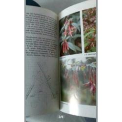 Fuchsia's van stek tot stam
