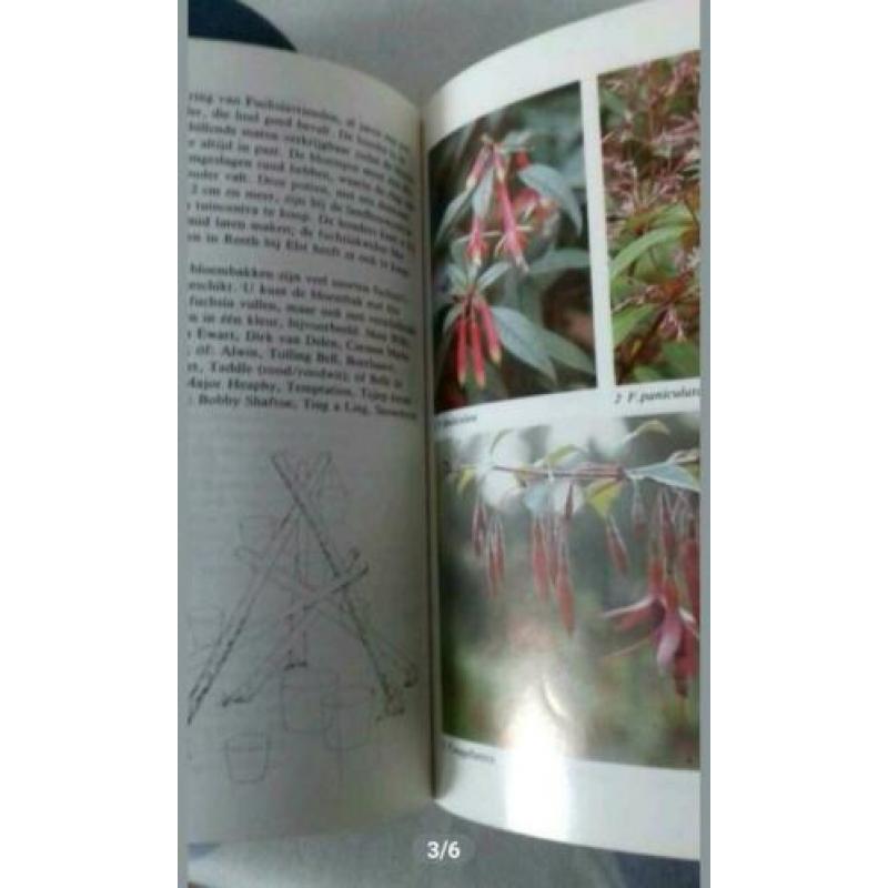Fuchsia's van stek tot stam