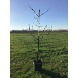 MOOIE KERSENBOMEN in pot. Verschillende rassen
