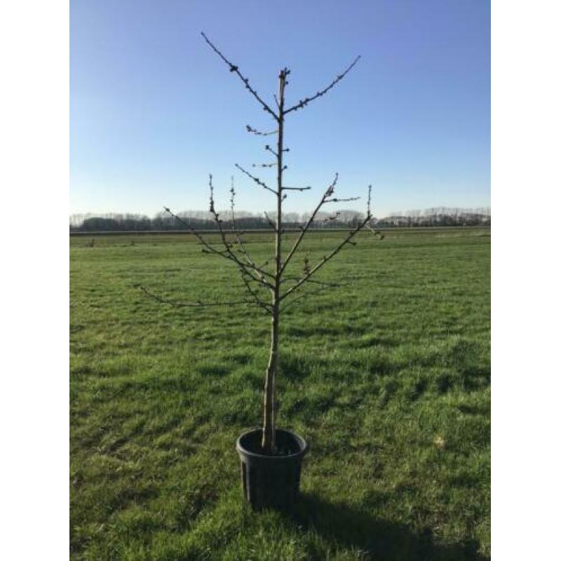 MOOIE KERSENBOMEN in pot. Verschillende rassen