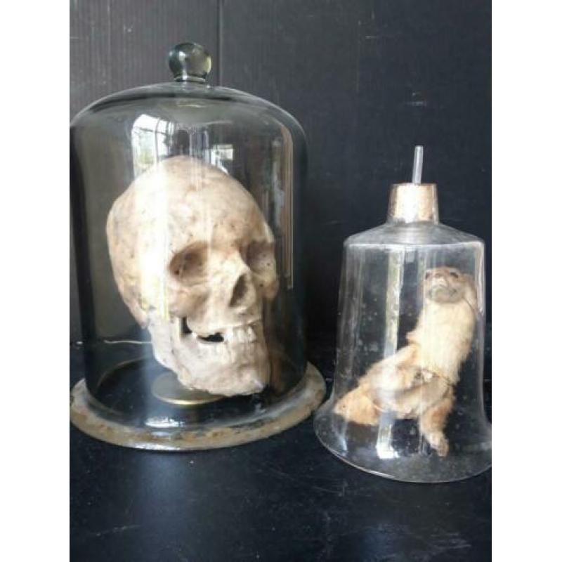 2 x antieke laboratorium stolp met of zonder inhoud