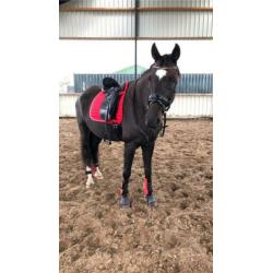 Knappe 12 jarige ruin