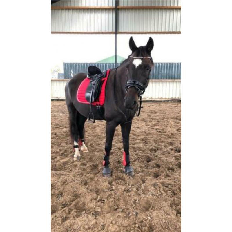 Knappe 12 jarige ruin
