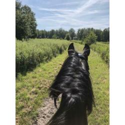 Knappe 12 jarige ruin