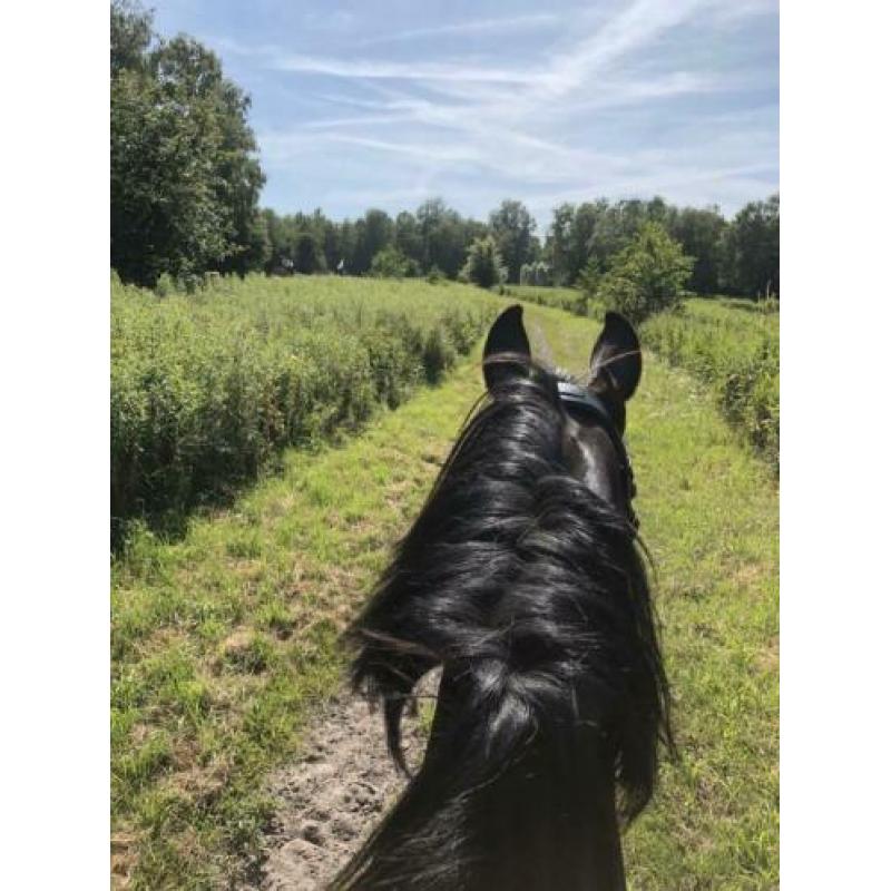 Knappe 12 jarige ruin