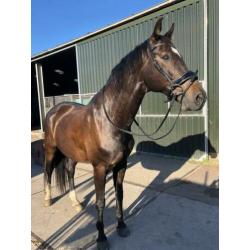 Knappe 12 jarige ruin