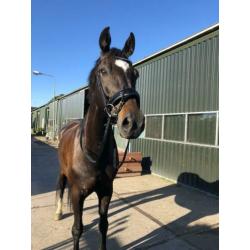 Knappe 12 jarige ruin