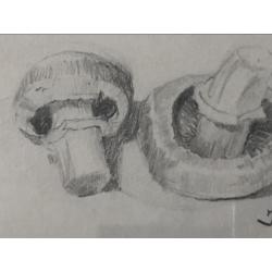 Fraaie potloodtekening van 2 champignons