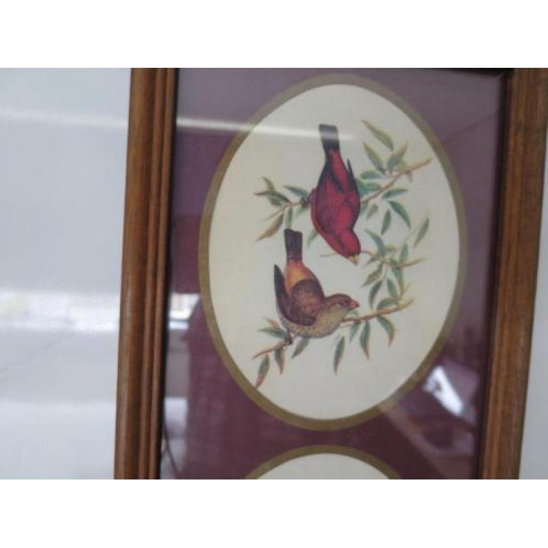mooie vogels 43/15 cm ingelijst achter glas