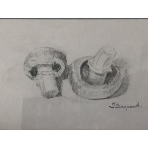 Fraaie potloodtekening van 2 champignons