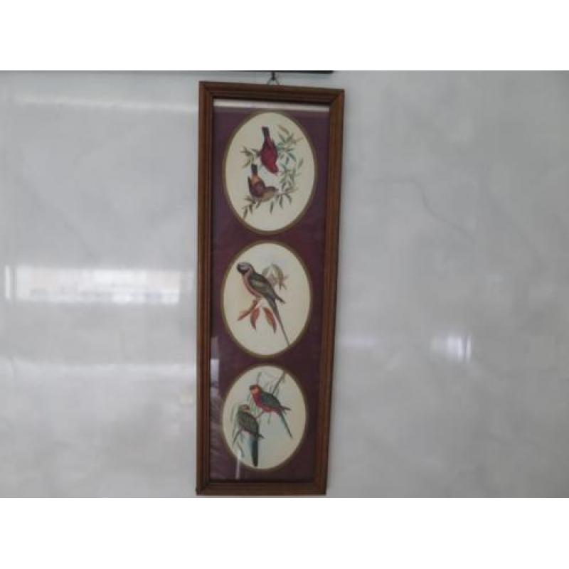 mooie vogels 43/15 cm ingelijst achter glas