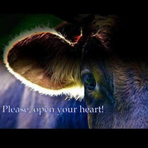 Oproep/advies: Verband tussen Kaas-consumptie & dierenleed