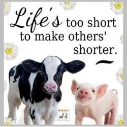 Oproep/advies: Verband tussen Kaas-consumptie & dierenleed