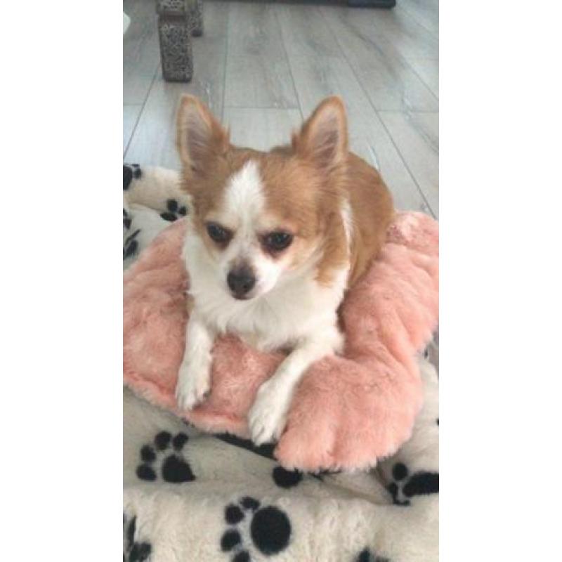 Chihuahua 6 jaar mannetje