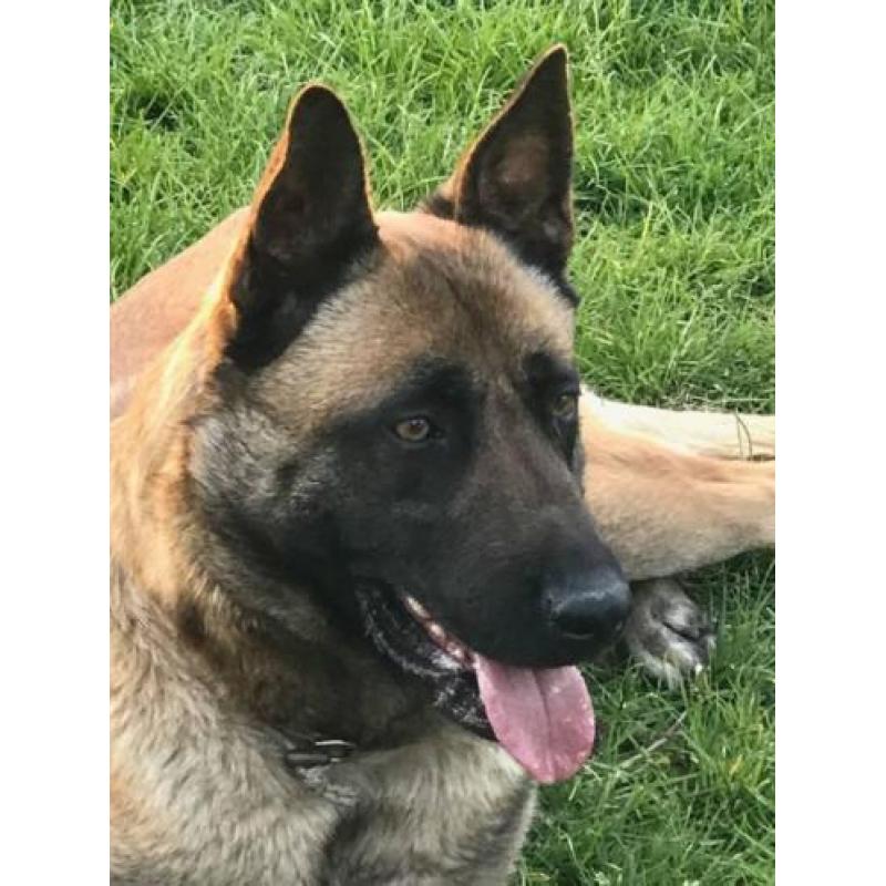 te koop Mechelse herder teef afgerichte politiehond verdedin
