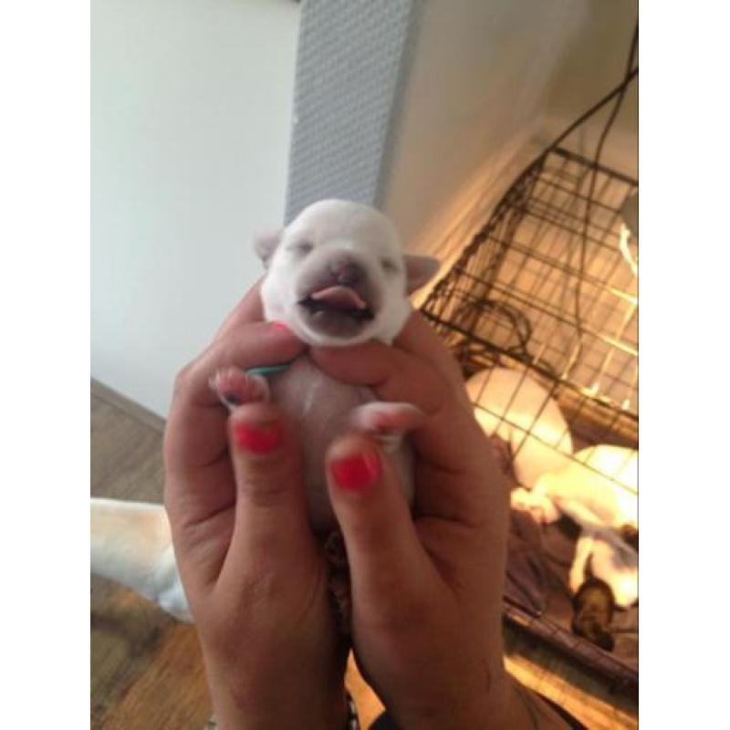 Chihuahua pups