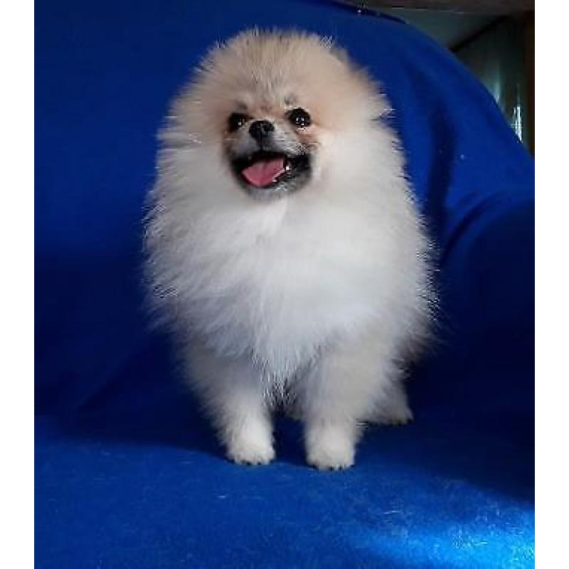 Prachtig Teefje Pomeranian/Pomeriaan/Dwergkeesje/FCI
