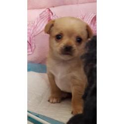 Jack, Jill en Jones zijn op zoek naar hun forever home