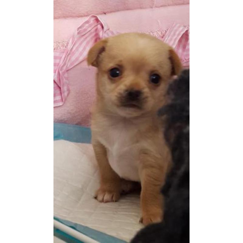 Jack, Jill en Jones zijn op zoek naar hun forever home