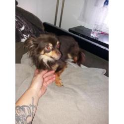 Gecastreerde chihuahua