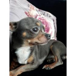 Raszuiver chihuahua reutje