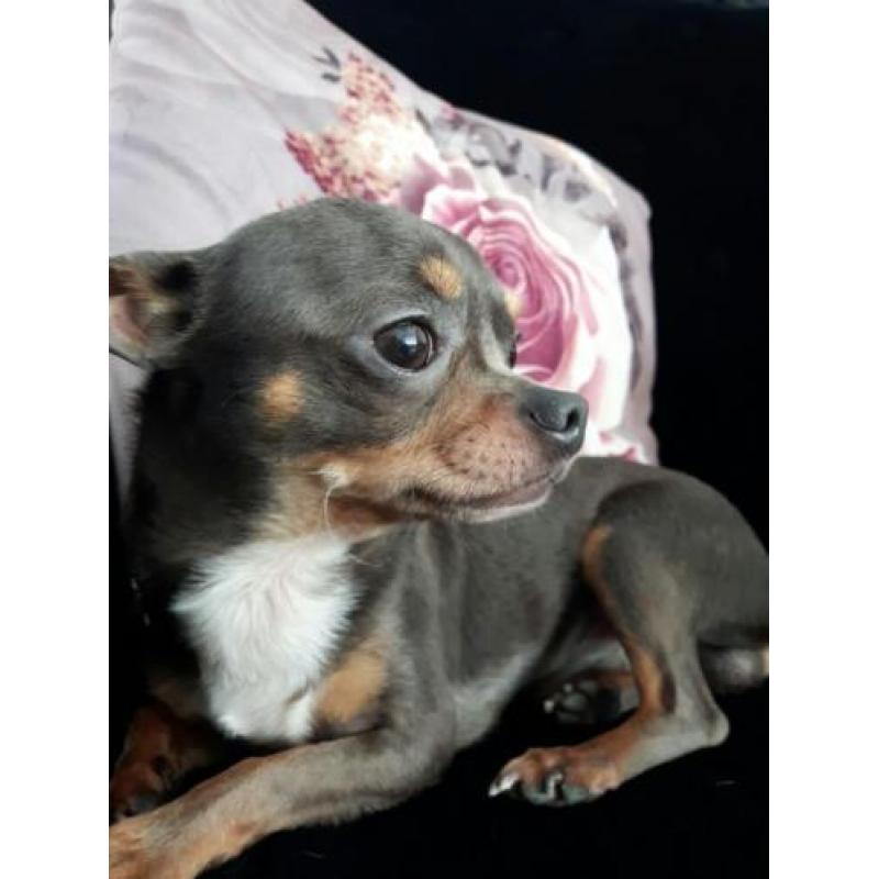 Raszuiver chihuahua reutje