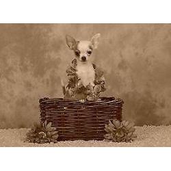 chihuahua pups zoeken thuis!