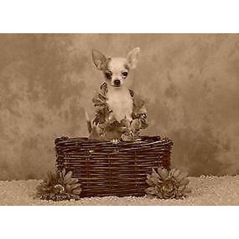 chihuahua pups zoeken thuis!