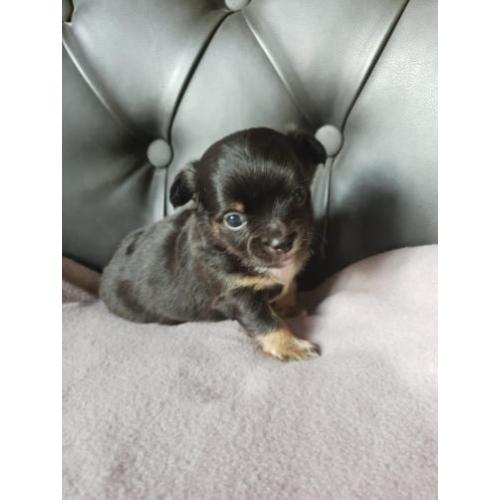 Nog 2 prachtige Chihauhau pups te koop
