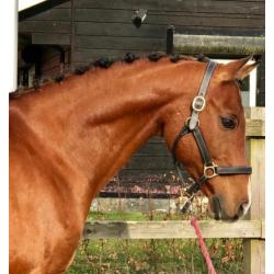 super lieve ruin te koop!