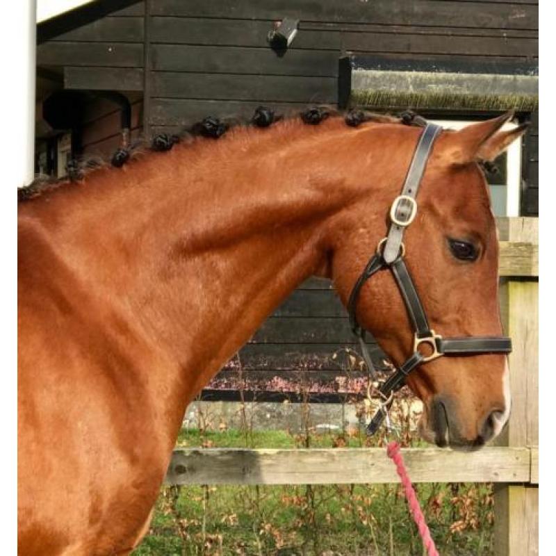 super lieve ruin te koop!