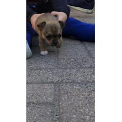 Chihuahua pup