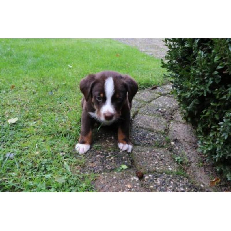 Appenzeller Sennen pups, 1/4 Berner sennen