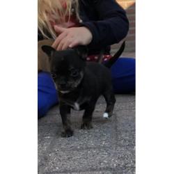 Chihuahua pup