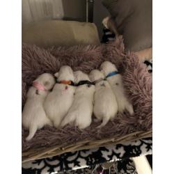 Prachtige raszuivere Maltezer pups